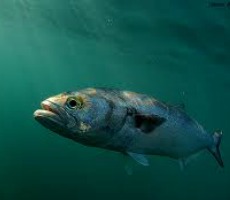 Day 15: Poem/a/Day: Cut bait and fish