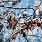 ICE STORM: BWL Command and Communications Center