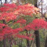 Day 29: Poem-a-Day: Prelude by Stephanie Glazier