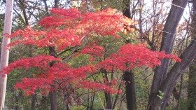 Day 29: Poem-a-Day: Prelude by Stephanie Glazier